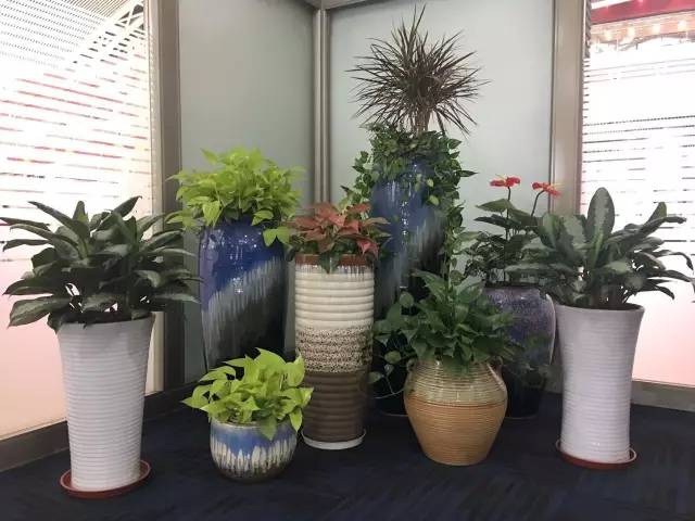 武汉植物