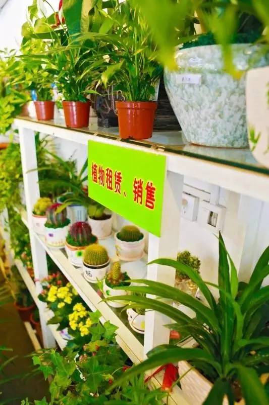 武汉植物租赁