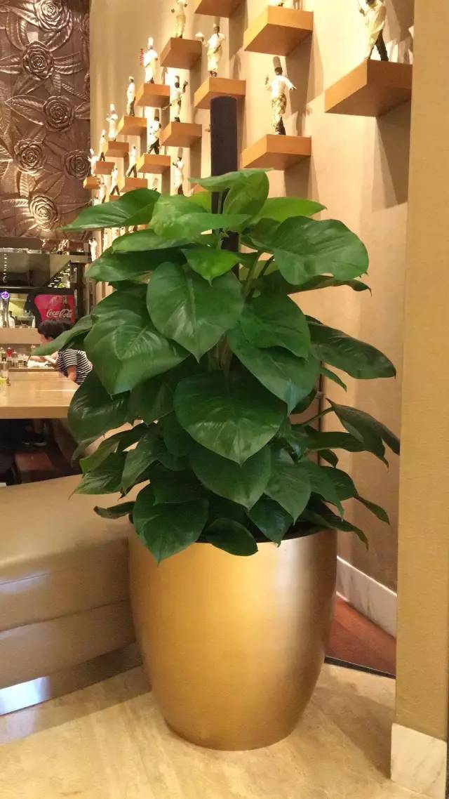 植物租赁