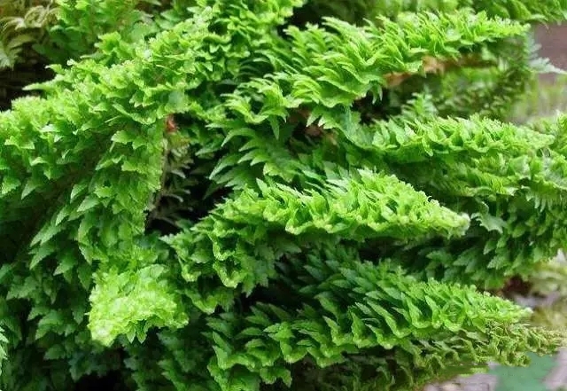 武汉植物租摆2