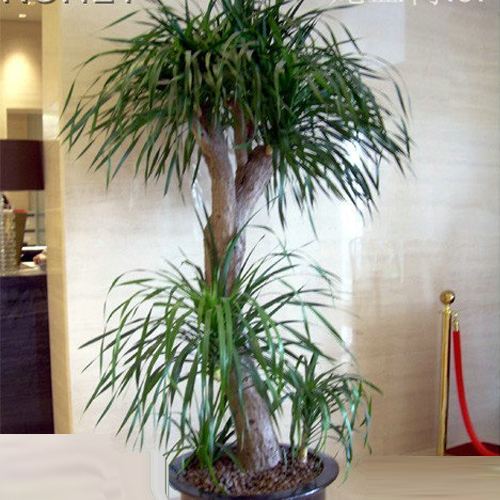 武汉植物租摆3