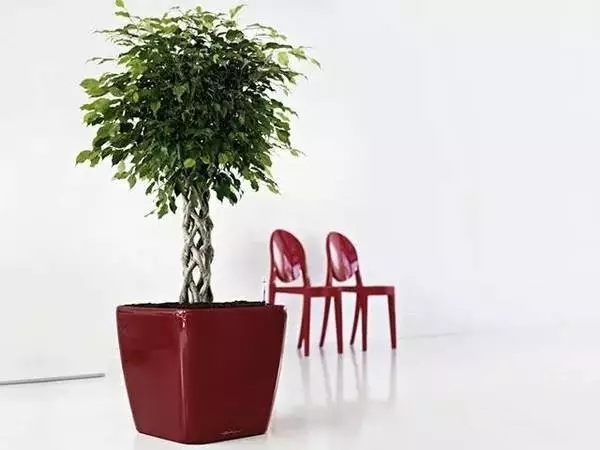 武汉植物租摆5