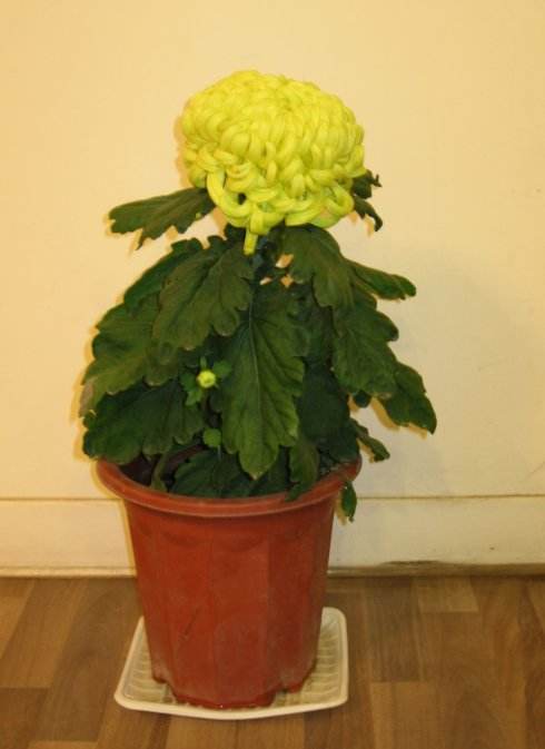 武汉植物租摆9