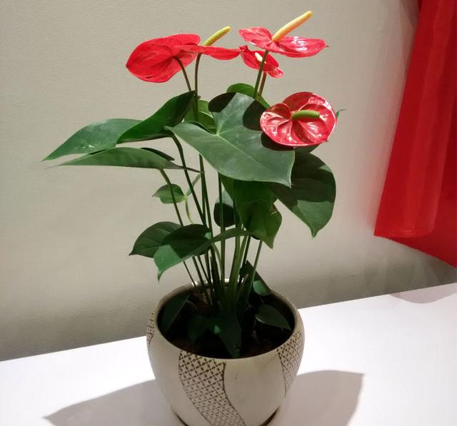 武汉绿植租赁绿植摆放