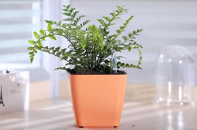 武汉绿植租赁招财绿植摆放