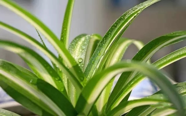 武汉绿植租摆攻略