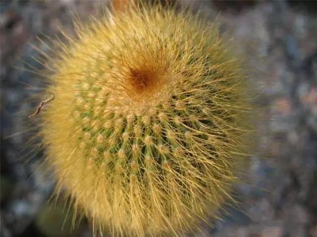 武汉办公室绿植租摆