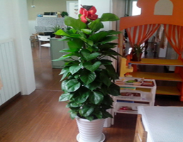 武汉植物租赁
