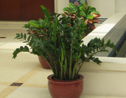 武汉植物租赁